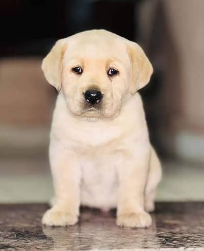 Labrador puppies available