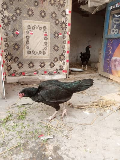 Black mushka females (kurak ke liye ready hain)