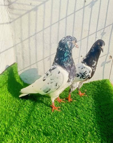 One outclass breeder pair for sale