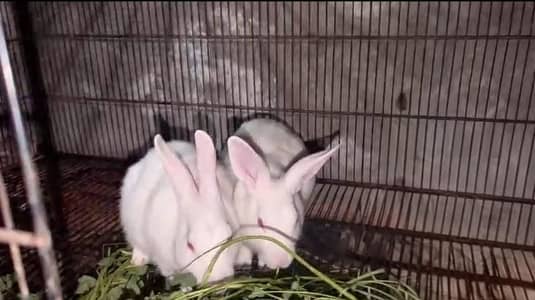 White Rabbit pair ha high quality Ka for sale in Lahore