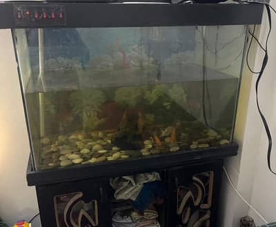 Fish Aquarium