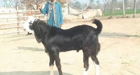 bakra for sale call me-+03228636148