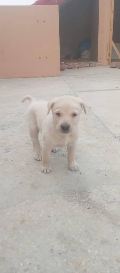 1 puppy 12000all puppy available 03475981324