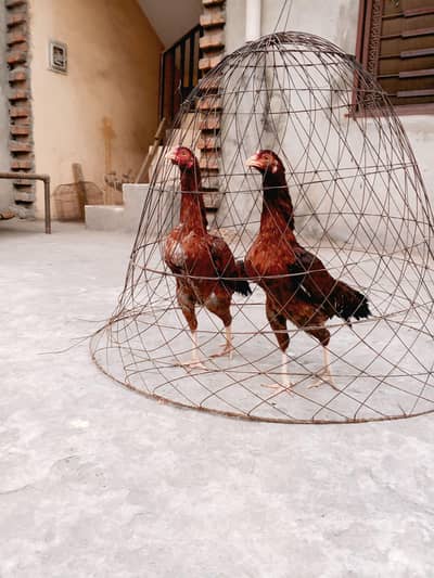 aseel hen abi pahti ha , full active and healthy, ek 3500