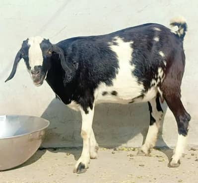 Ghabban Tapri fancy bakri for sale