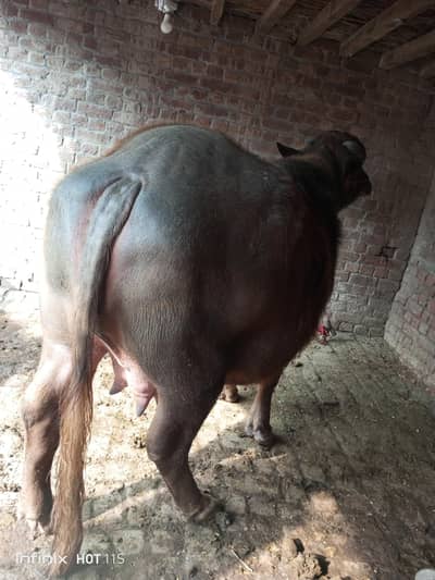 نو ماہ کی گبن جھوٹی فار سیل ڈیمانڈ 8 لاکھ