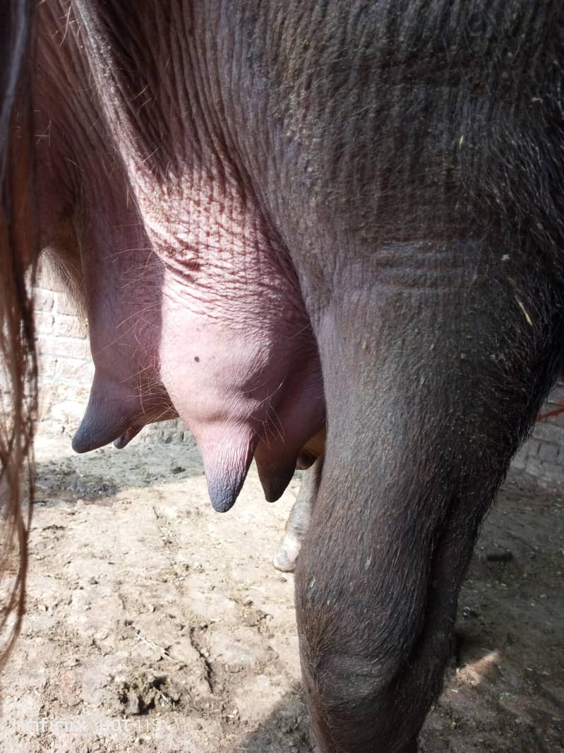 نو ماہ کی گبن جھوٹی فار سیل ڈیمانڈ 8 لاکھ 1