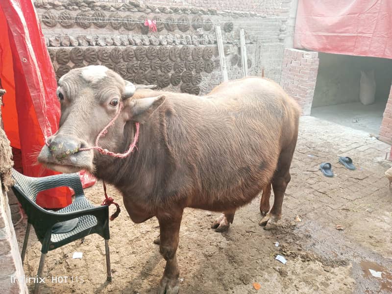 نو ماہ کی گبن جھوٹی فار سیل ڈیمانڈ 8 لاکھ 3