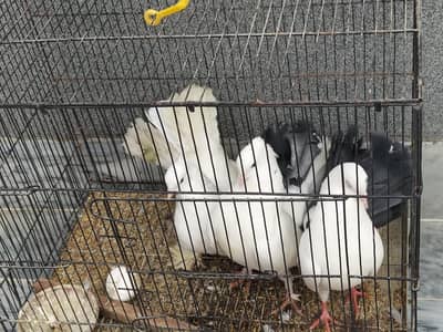 “Beautiful Peigon for Sale”