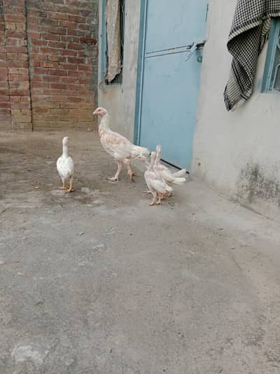 heera chicks