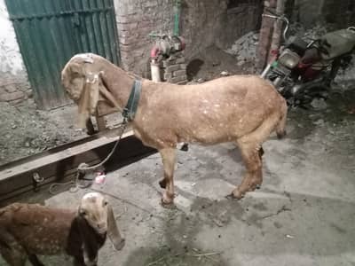 bakri for sale 2 month ki gabban