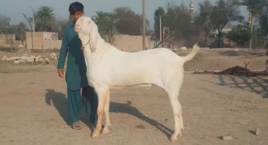 Bakra gulabi for sale call me+03228636148