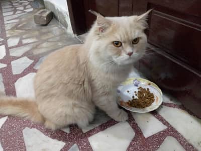 male female persian cat