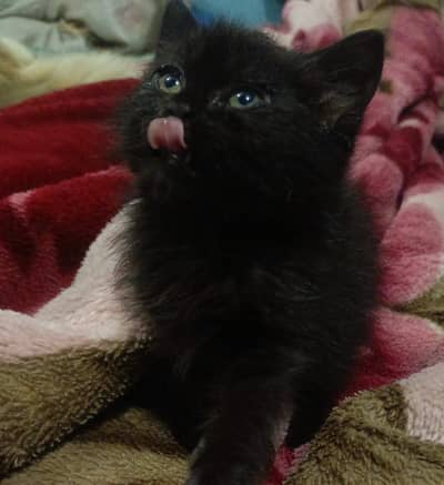 Persian kitten