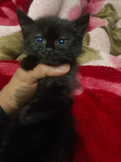 Persian kitten