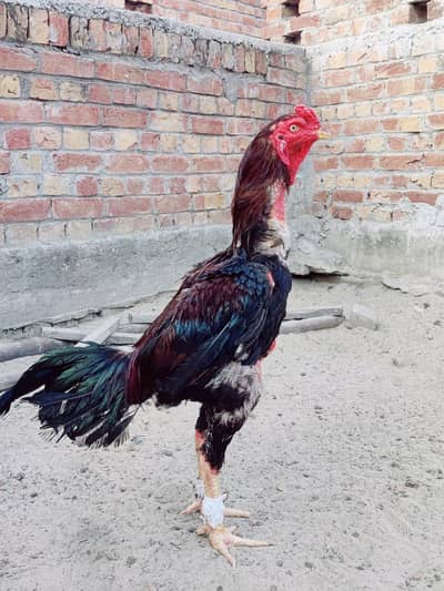 Urgent Long Hight Thai Cross Aseel Murgha