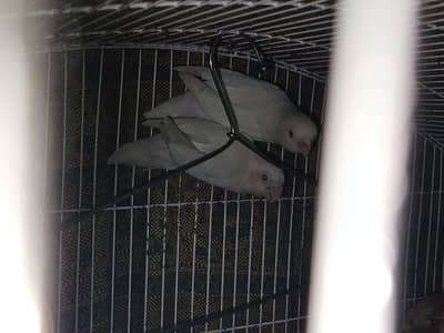 Red eye love birds pair