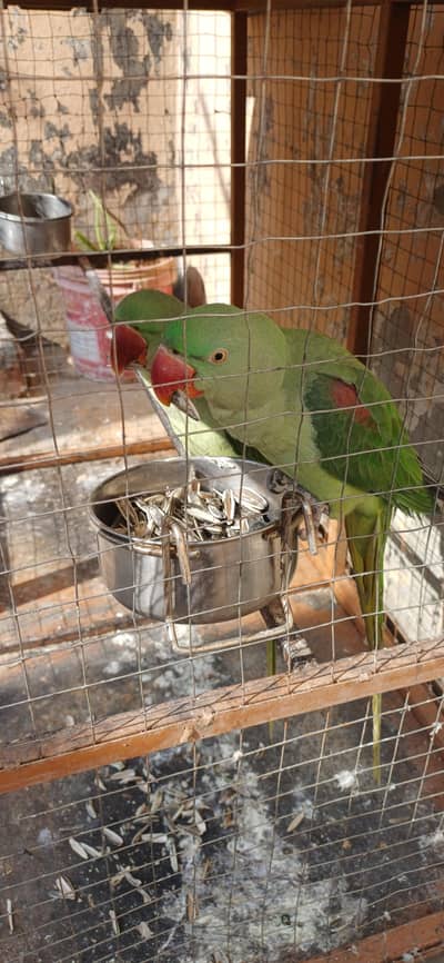 Male Female Raw paret are Big size