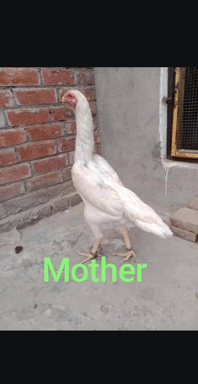 Pure White Shamo Chick