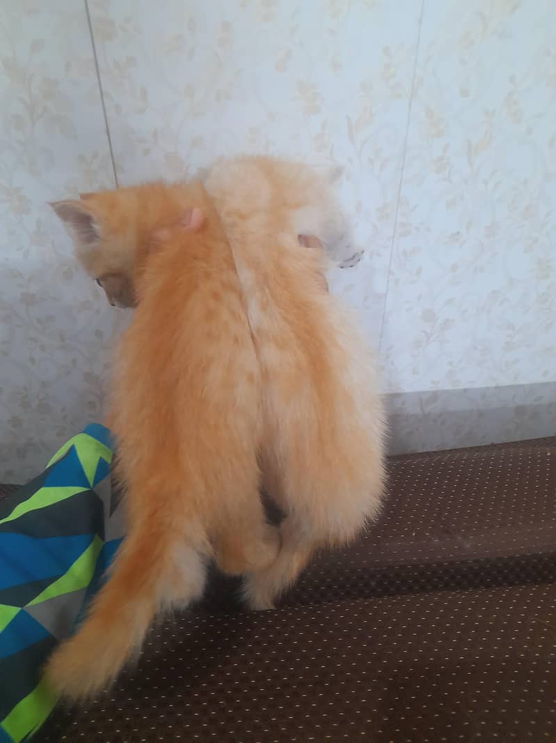 Two kittens 5