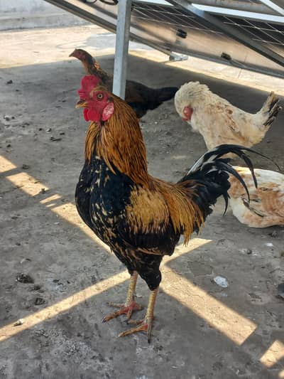 Aseel Mianwali Murgha