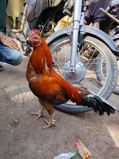 Aseel pair healthy and active phon 03171094568