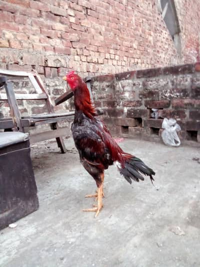 top quality pure aseel lakha patha home breed.