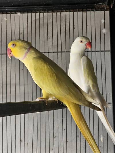 Ringneck Pair available
