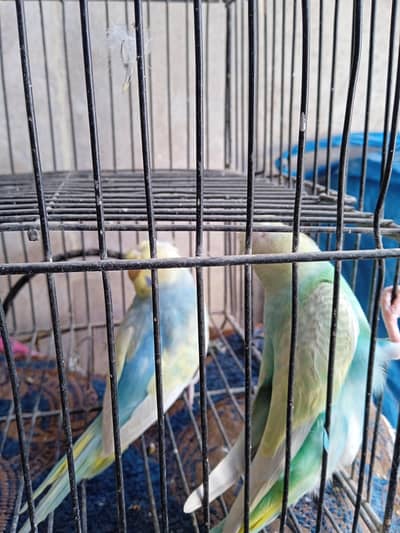 Rainbow budgies
