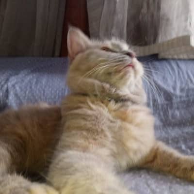 kitten for sale 6k  munchkin breed