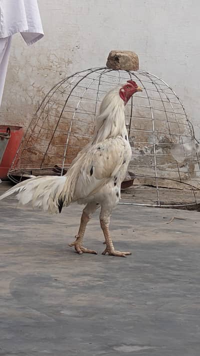 white aseel for sale