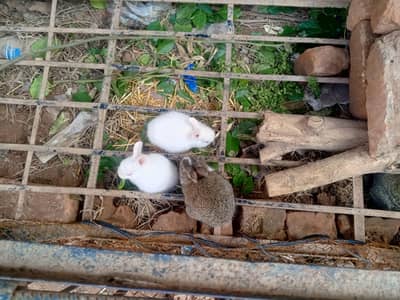 rabbit bunny khargosh k bachy