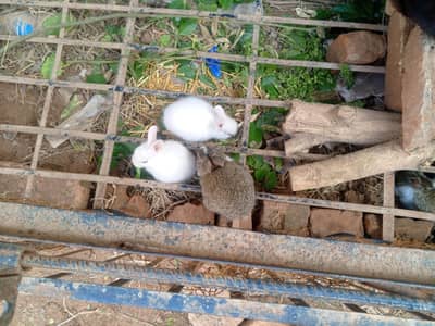 rabbit bunny khargosh k bachy