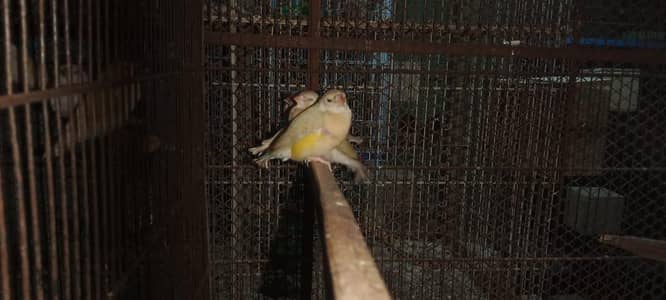 English line exhibition finches and Bruno gouldians