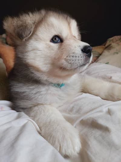Husky dog  | Siberian Husky puppy | wolly coat Husky puppy For sale