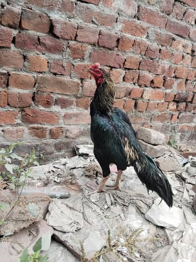 Mianwali aseel murga