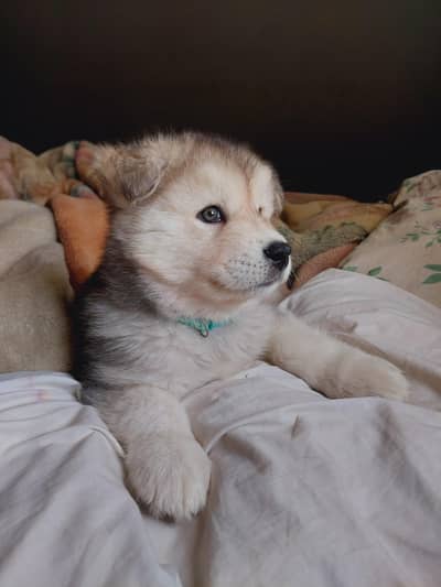 Siberian Husky Puppy |  Husky dog | Wolly coat | Dog Puppies sale