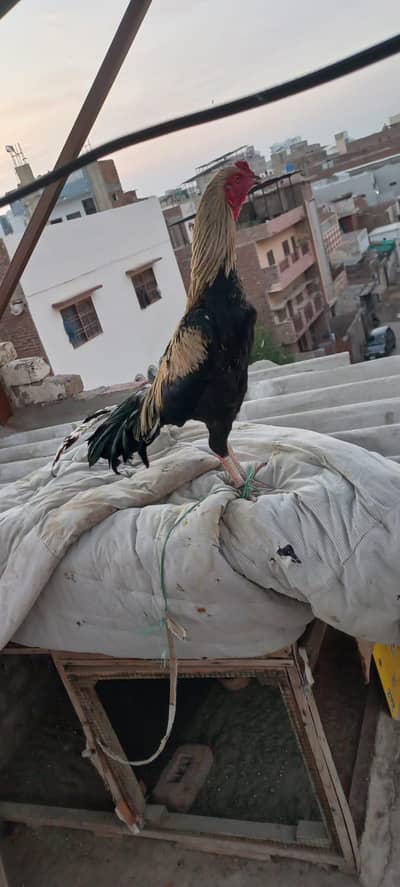 Assalamu Alaikum03153083549