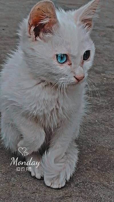 Persian cats +92 325 4396079