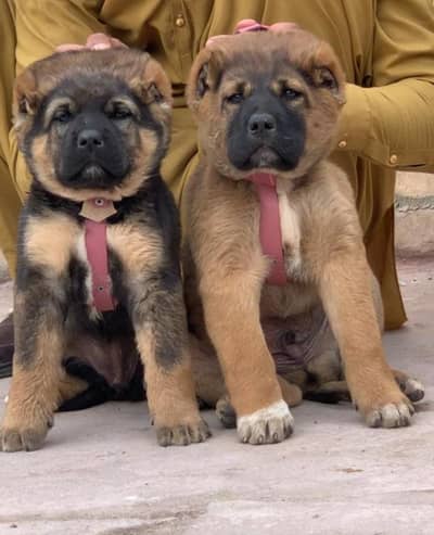 Afghan Kuchi | pure Afghan Kuchi puppies pair | Afghan Kuchi dog