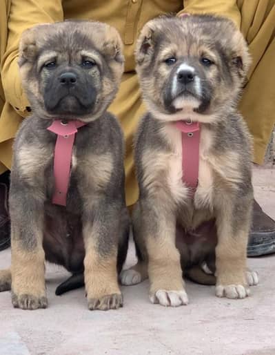 Afghan Kuchi | pure Afghan Kuchi puppies pair | Afghan Kuchi dog