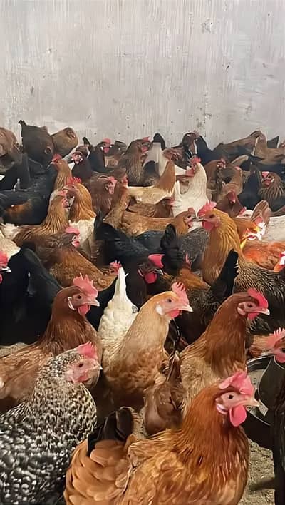 golden misri | desi murghi | eggs laying hens | انڈے دینے والی مرغیاں