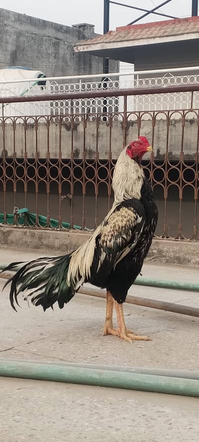 hight quality aseel murga