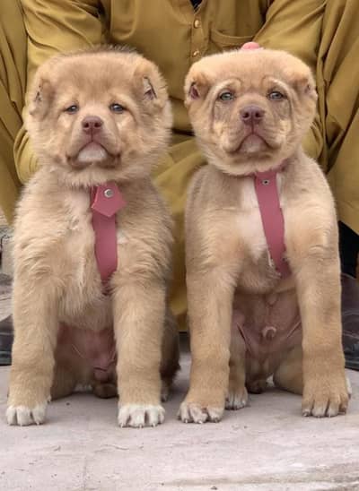 Afghan Kuchi | pure Afghan Kuchi puppies pair | Afghan Kuchi dog
