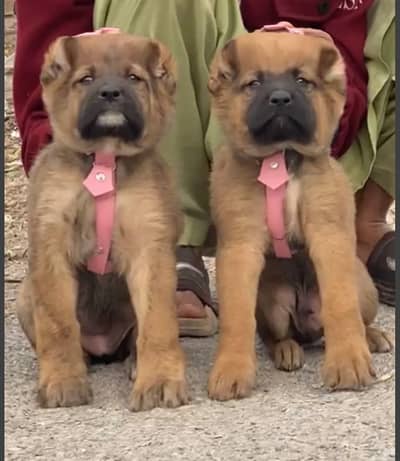 Afghan Kuchi | pure Afghan Kuchi puppies pair | Afghan Kuchi dog