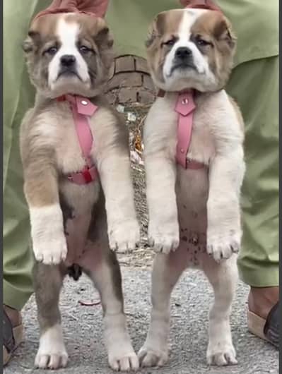 Afghan Kuchi | pure Afghan Kuchi puppies pair | Afghan Kuchi dog