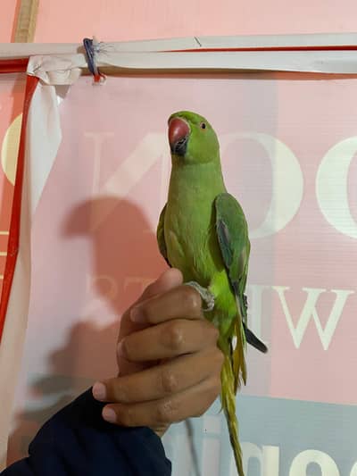 Full hand tame 0 bite ringneck