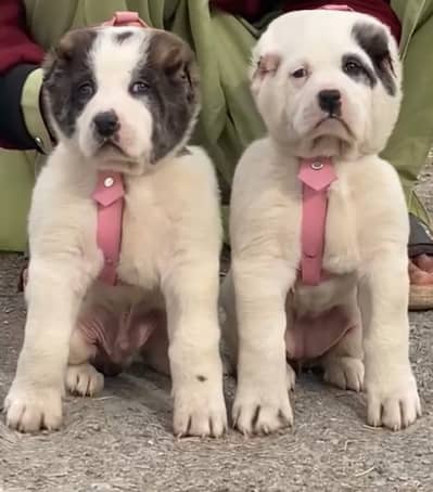 Afghan Kuchi | pure Afghan Kuchi puppies pair | Afghan Kuchi dog