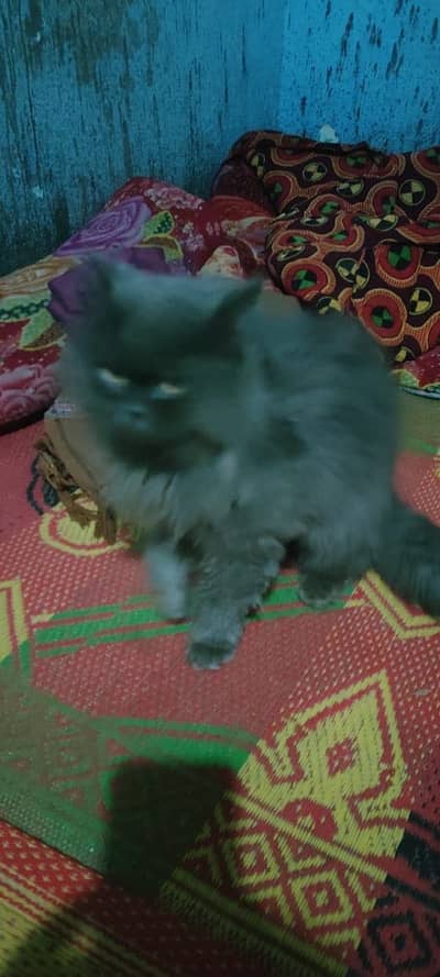 persian male cat brown color healthy are available