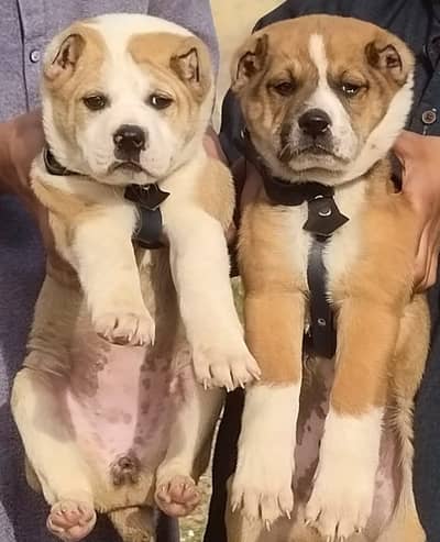 Afghan Kuchi | pure Afghan Kuchi puppies pair | Afghan Kuchi dog